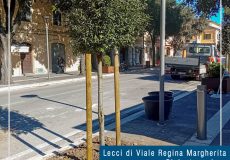 Ripiantumazione di 8 lecci su Viale Regina Margherita – Facciamo chiarezza sulla gestione del patrimonio arboreo